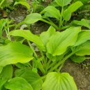 동복마을운동장 이미지