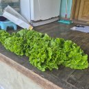 다마내기 이미지