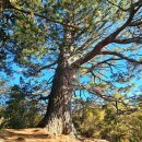 5월 24일 Hakarimata Walkway(Northen Section) 이미지