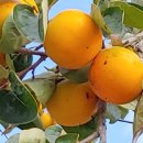 초시농장 이미지