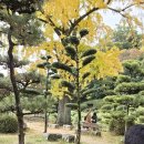 성도약국 앞 교통섬 | [마쓰야마 여행] 겨울을 재촉하는 11월, 따뜻한 도고 온천 소도시 감성 충전 1일차