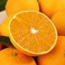 친환경우리농장 | 제주 황금향 후기: 과즙 폭발 당도 미친 겨울 제주조이감귤농장