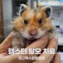 수병원 | 골든햄스터 탈모, 단순 피부병이 아닐 수 있습니다｜햄스터병원 치료 후기