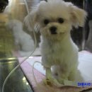 누들쇼크 이미지