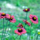 인디언썸머 이미지