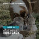 24시배곧스마트동물의료센터 이미지