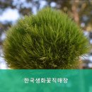 한국생화직매장