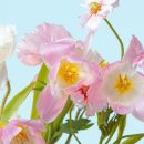 마주(mazoo) 이미지