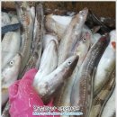 8월 9일(화) 목포는항구다 생선카페 하의수산 판매생선[ 아나고장어, 민어, 먹갈치, 서대, (건조)짼갈치 ] 이미지
