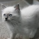 랙돌하우스 이미지