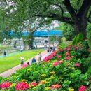 온천천시민공원 수국 이미지