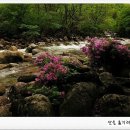 수다래