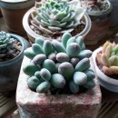 민경이네 다육 이미지