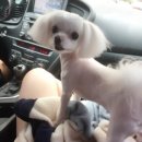 바람난강아지 이미지