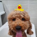 삐삐펫살롱 이미지