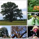 9월27일 떡갈나무(Oak) 관광[觀光(tourism)]의 날 이미지