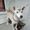 개미용중 이미지