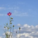 대저생태공원 이미지