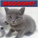 블루&펫 이미지