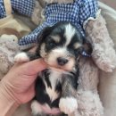 태원켄넬 이미지