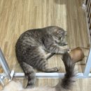 냥이랑 | 일산 고양이카페 냥이놀이터 후기