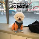 세진동물병원 | 중랑구 광견병 예방접종ㅣ세진동물병원 방문 후기