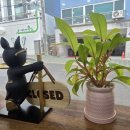 지(G)헤어 이미지