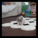 유앤미펫 고양이분양 강아지분양 인천본점 이미지