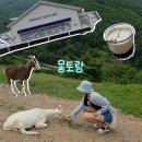 강원사료 | [강원도/태백] 스위스 감성 가득한 몽토랑에서 산양 먹이주기 체험 후기