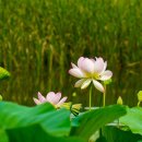 고개마루 Daum카페