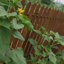 유동농장 이미지