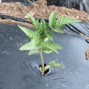 풍년농자재 이미지