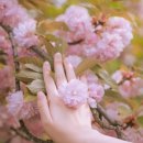 상담주차장 - 좌 | 보라매공원 겹벚꽃 스냅 후기 | 겹벚꽃 위치 &amp; 주차장 정보까지 정리