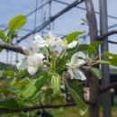 꽃피는집 이미지