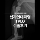 평촌동물병원 | 안양평촌 외과동물병원 강아지 십자인대파열 TPLO 수술 후기