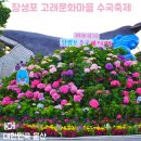 푸른 마가렛 | 2026 제5회 장생포 수국축제 후기｜6월 실시간 개화 상황 웨일즈 카트