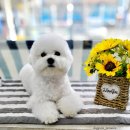 도꾸애견 이미지