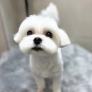 쿨펫동물병원(탄방점) 이미지