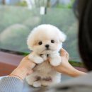 부산강아지분양 미유펫 이미지