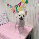 영천애견미용 이미지