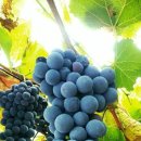 농업회사법인 (주) 대관령 이미지