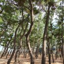 삼보여관 | 청송 나들이~삼보식당,배가네식당 달기약수 백숙,장사리커피