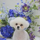 마이미미 반려견미용실 이미지