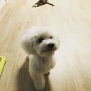 샤워앤독 | [미용] 볼리 미용역사일기(feat.볼리쨩일상)/신도림애견미용/애견셀프미용/애견위탁미용