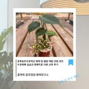 힐링 원예교실 | 경북농민사관학교 원예 및 힐링 체험 과정 강의 | 수경재배 실습과 원예치료 이론 교육 후기