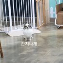 간지나개 이미지