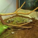 파충류카페 비비안 이미지