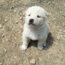 영풍농장 이미지