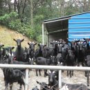 영암흑염소 이미지