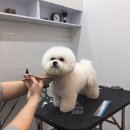 강아지 이발관 이미지